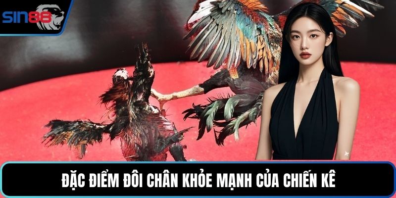Đặc điểm đôi chân khỏe mạnh của chiến kê