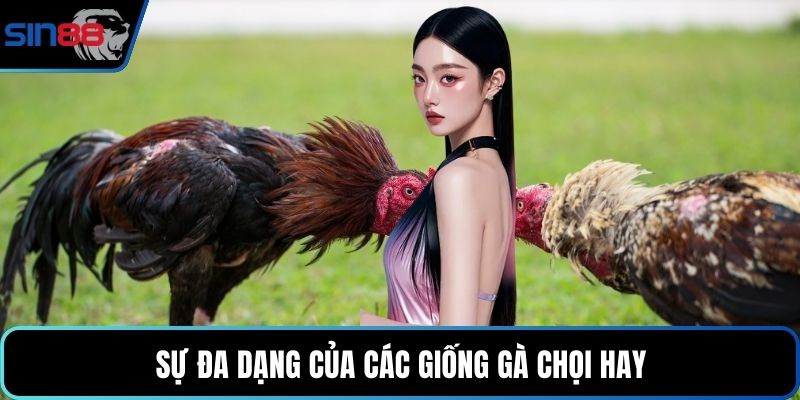 Sự đa dạng của các giống gà chọi hay